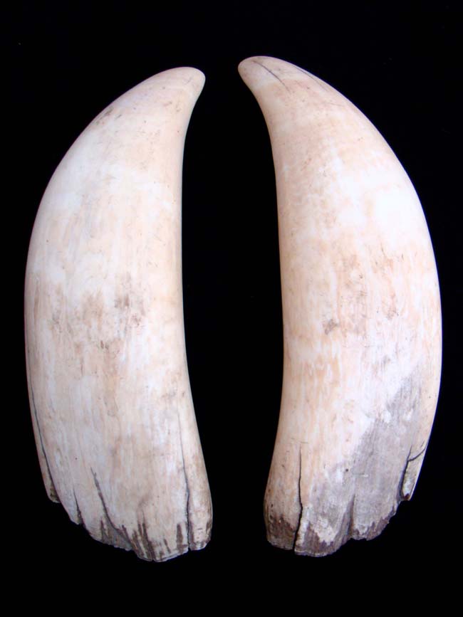 Possibly the Largest and Finest Pair of Antique Whale's Teeth on the market today !! — image 2